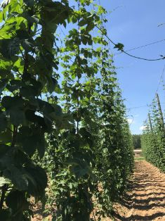 PARA IMPULSAR EL DESARROLLO DEL SECTOR 