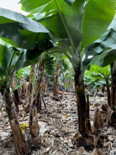 PROMOVIDAS POR EL MINISTERIO DE AGRICULTURA, PESCA Y ALIMENTACIÓN