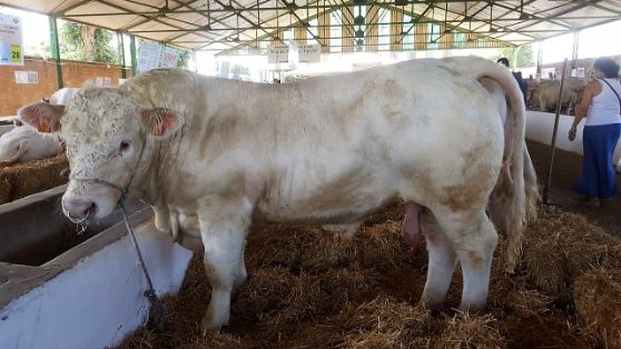 HOY, EN LA INAUGURACIÓN DE LA FERIA INTERNACIONAL GANADERA Y 565 TRADICIONAL DE SAN MIGUEL EN ZAFRA (BADAJOZ) 