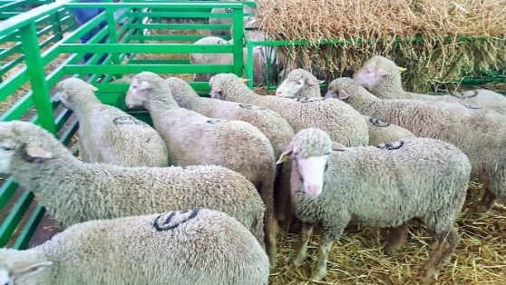 HOY, EN LA INAUGURACIÓN DE LA FERIA INTERNACIONAL GANADERA Y 565 TRADICIONAL DE SAN MIGUEL EN ZAFRA (BADAJOZ) 