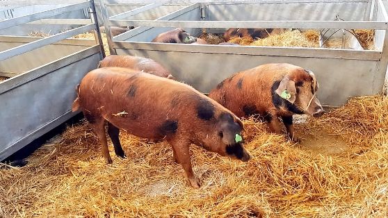 HOY, EN LA INAUGURACIÓN DE LA FERIA INTERNACIONAL GANADERA Y 565 TRADICIONAL DE SAN MIGUEL EN ZAFRA (BADAJOZ) 