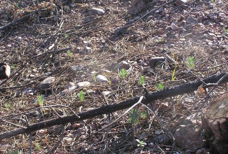 El Gobierno de España apoya a las CCAA en los trabajos de restauración y de recuperación de las zonas afectadas por desastres naturales