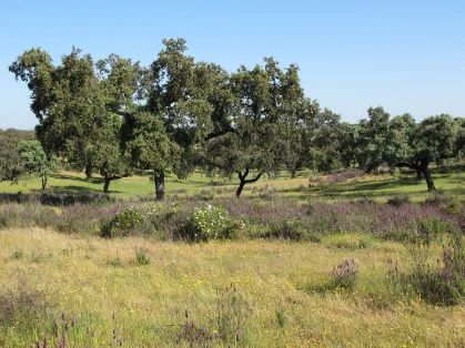 En el marco de la participación de España en el Programa Internacional ICP-Forests
