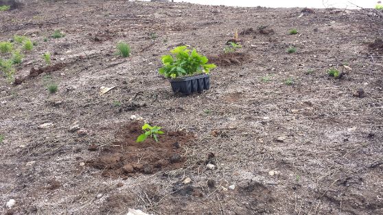 SE PRODUJO A MEDIADOS DE OCTUBRE DE 2017 