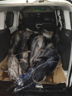 EN UN OPERATIVO CONJUNTO ENTRE EL MINISTERIO DE AGRICULTURA, PESCA Y ALIMENTACIÓN, LA GUARDIA CIVIL Y LA SUBDELEGACIÓN DEL GOBIERNO EN CÁDIZ