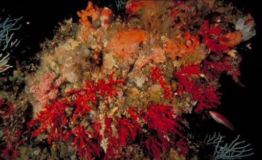 MEDIANTE UNA ORDEN MINISTERIAL PUBLICADA HOY EN EL BOE 