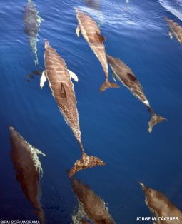 Consejo de Ministros