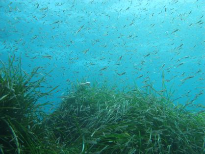 SE HA PUBLICADO HOY EN EL BOE UNA ORDEN MINISTERIAL QUE REGULA LA RESERVA MARINA DE LA ISLA DE TABARCA