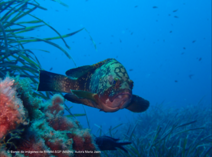 El aniversario se celebra el viernes 12 de julio