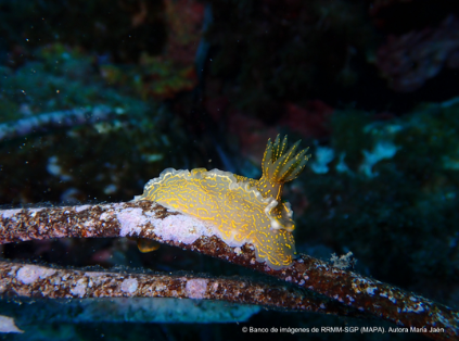 El aniversario se celebra el viernes 12 de julio