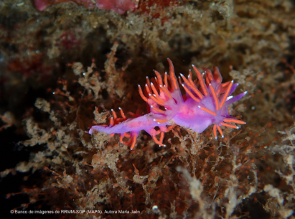 El aniversario se celebra el viernes 12 de julio