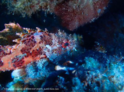 El aniversario se celebra el viernes 12 de julio