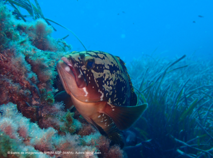 El aniversario se celebra el viernes 12 de julio