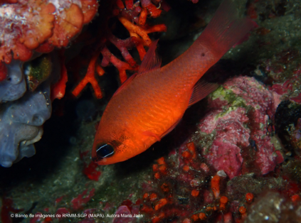 El aniversario se celebra el viernes 12 de julio