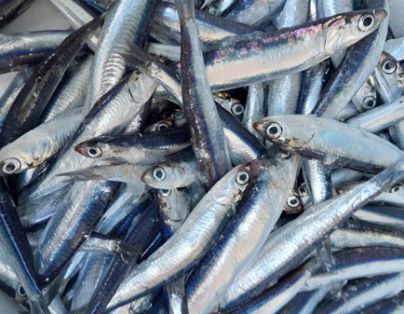 Operaciones contra la pesca ilegal, no declarada y no reglamentada