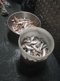 EN UNA ACTUACIÓN CONJUNTA CON INSPECTORES DE LA GENERALITAT DE CATALUNYA 