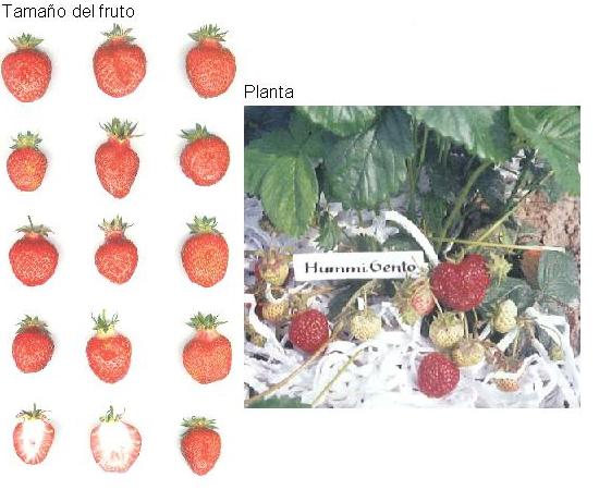 imagen ilustrativa del tamao del fruto y la planta.