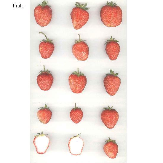 imagen ilustrativa del fruto