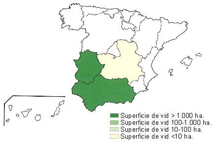 Mapa de Espaa que muestra Extremadura y Andaluca  con una superficie de vid superior a 1000 hectreas, y Castilla La Mancha con una superficie de vid inferior a 10 hectreas..