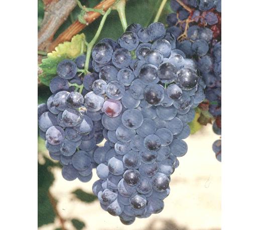 imagen ilustrativa de un racimo de uvas