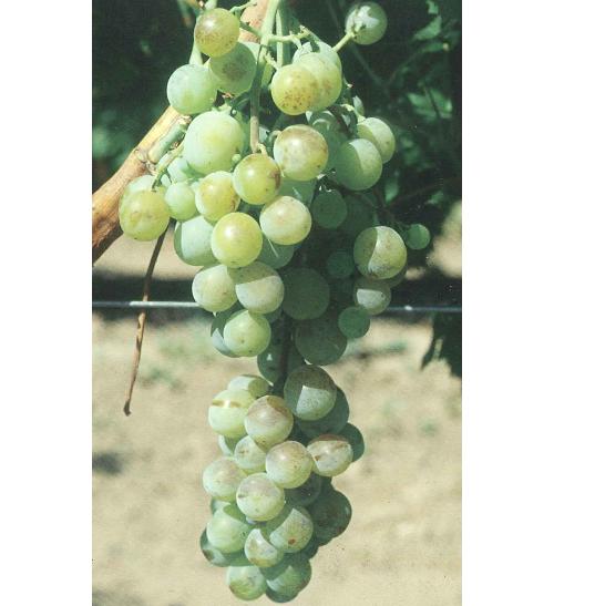 imagen ilustrativa de un racimo de uvas