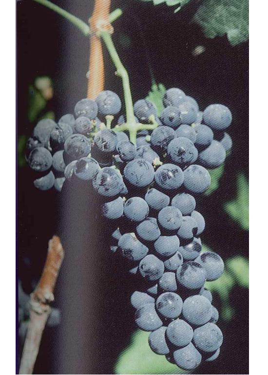 imagen ilustrativa de un racimo de uvas