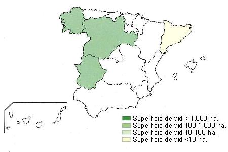 Mapa de Espaa en el que se muestra Galicia, Castilla Len y Extremadura con una superficie de vid superior a 1000 hectreas, y Catalua con una superficie de vid inferior a 10 hectreas.
