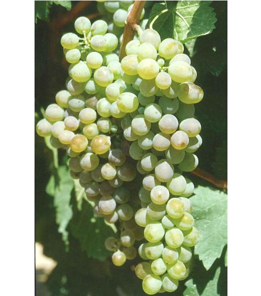 imagen ilustrativa de un racimo de uvas