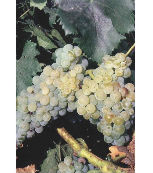 imagen ilustrativa de un racimo de uvas