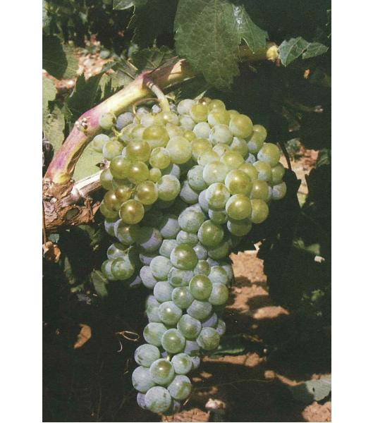 imagen ilustrativa de un racimo de uvas