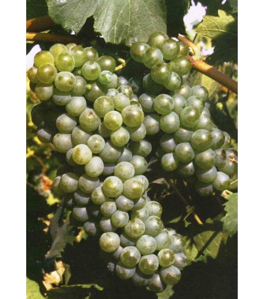 imagen ilustrativa de un racimo de uvas