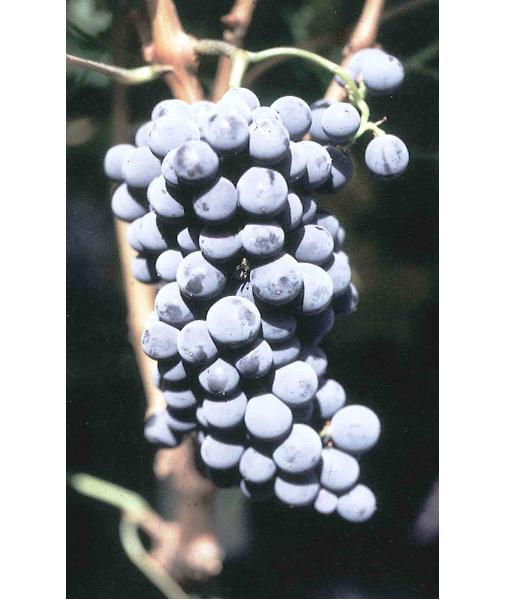 imagen ilustrativa de un racimo de uvas