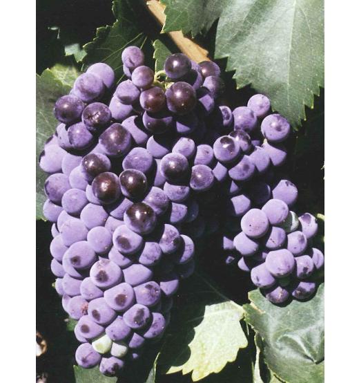 imagen ilustrativa de un racimo de uvas