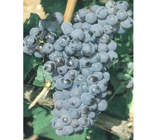 imagen ilustrativa de un racimo de uvas