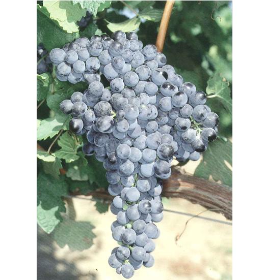 imagen ilustrativa de un racimo de uvas