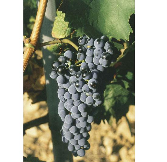 imagen ilustrativa de un racimo de uvas