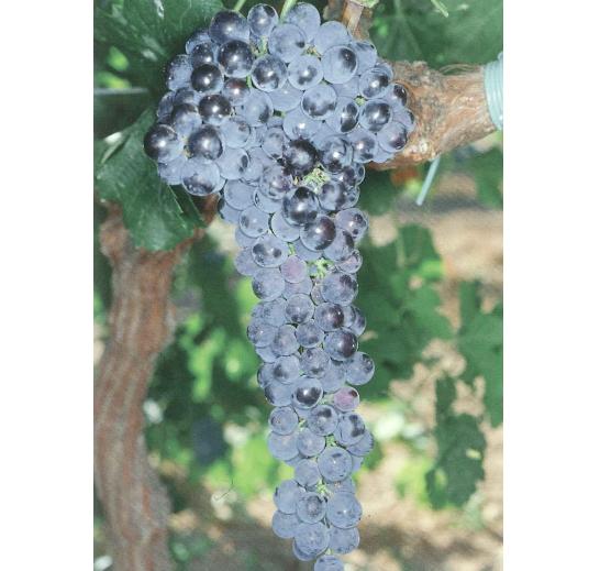 imagen ilustrativa de un racimo de uvas