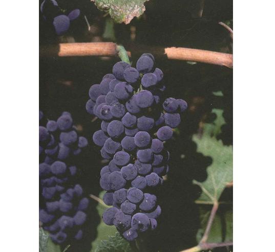 imagen ilustrativa de un racimo de uvas