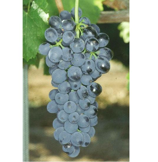 imagen ilustrativa de un racimo de uvas