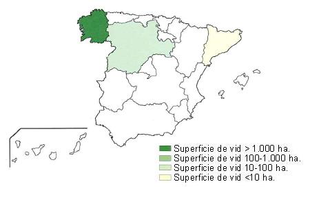Mapa de España  en el que se muestra Galicia con una superficie de vid de más de 1000 hectáreas, Castilla león con una superficie entre 100 y 1000 hectáreas y Cataluña con una superficie de vid inferior a 10 hectáreas.