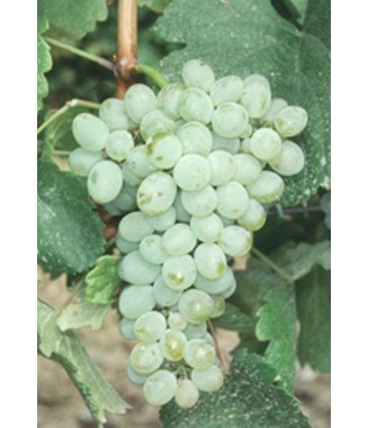 imagen ilustrativa de un racimo de uvas