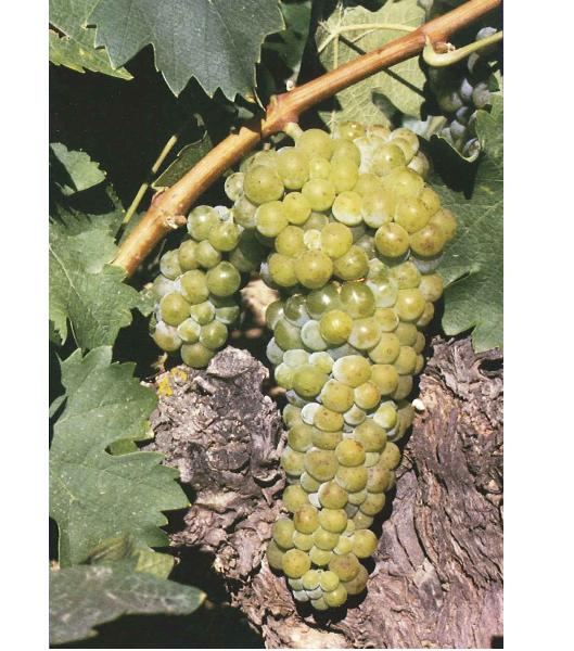 imagen ilustrativa de un racimo de uvas