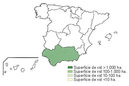 Mapa de España en el que se muestra Andalucía con una superficie de vid superior a 1000 hectáreas.