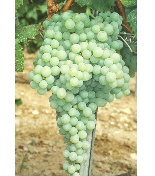 imagen ilustrativa de un racimo de uvas