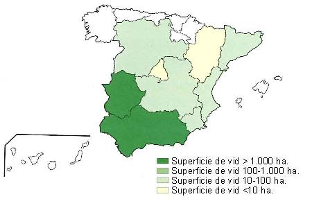 Mapa de Espa�a que muestra Extremadura y Andaluc�a con una superficie de vid superior a 1000 hect�reas, Castilla la Mancha, Castilla Le�n, Catalu�a, Murcia y Comunidad Valenciana con una superficie entre 10 y 100 hect�reas y Madrid y Arag�n con una superficie de vid inferior a 10 hect�reas.