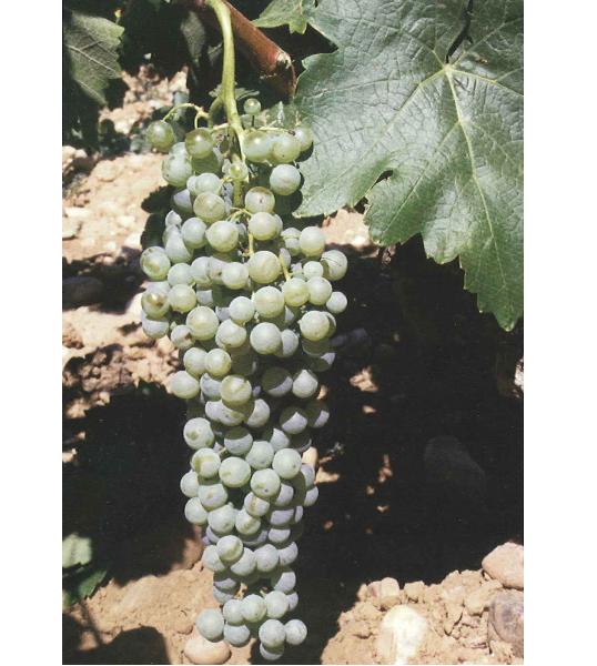 imagen ilustrativa de un racimo de uvas