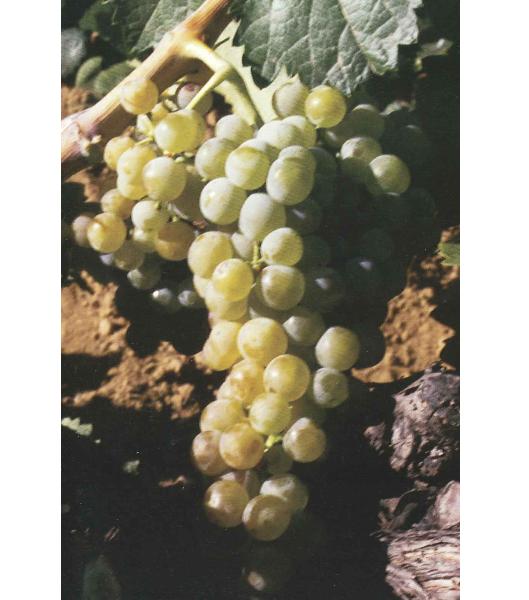 imagen ilustrativa de un racimo de uvas