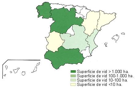 Mapa de Espa�a  que muestra  Andaluc�a, Galicia y Castilla Le�n con una superficie de vid superior a 1000 hect�reas, Comunidad Valenciana y Castilla la Mancha con una superficie entre 10 y 100 hect�reas, y Catalu�a, Arag�n y Extremadura con una superficie de vid inferior a 10 hect�reas..