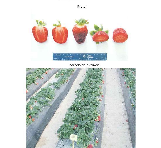 imagen ilustrativa del fruto y de una parcela