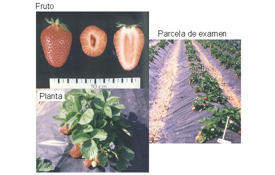 imagen ilustrativa de fruto, planta y parcela de examen.